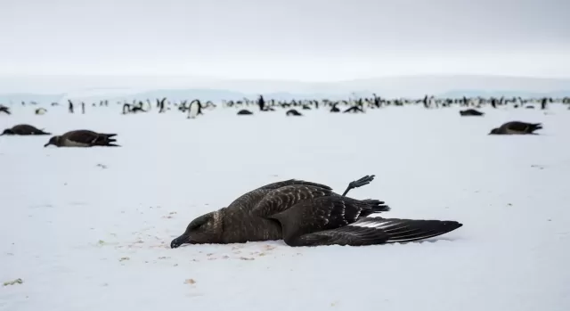 H5N1 Bird Flu Kills Antarctic Skuas in First Major Die-Off